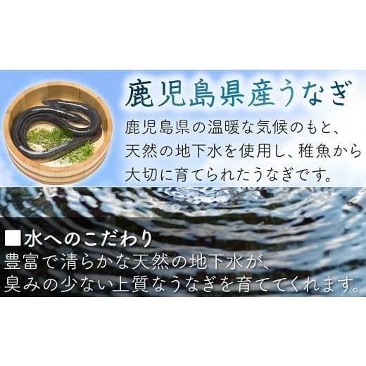 ふるさと納税 鹿児島県 南九州市 008-55 鹿児島県産うなぎ蒲焼2尾