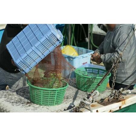 ふるさと納税 紀州産特大足赤海老 和歌山県和歌山市