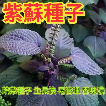 綠色家園|🔥紫蘇種子🍓 雙色大葉紫蘇  綠紫蘇種子香料蔬菜  植物室內庭院 新手易種 陽台盆栽 四季蔬菜種子