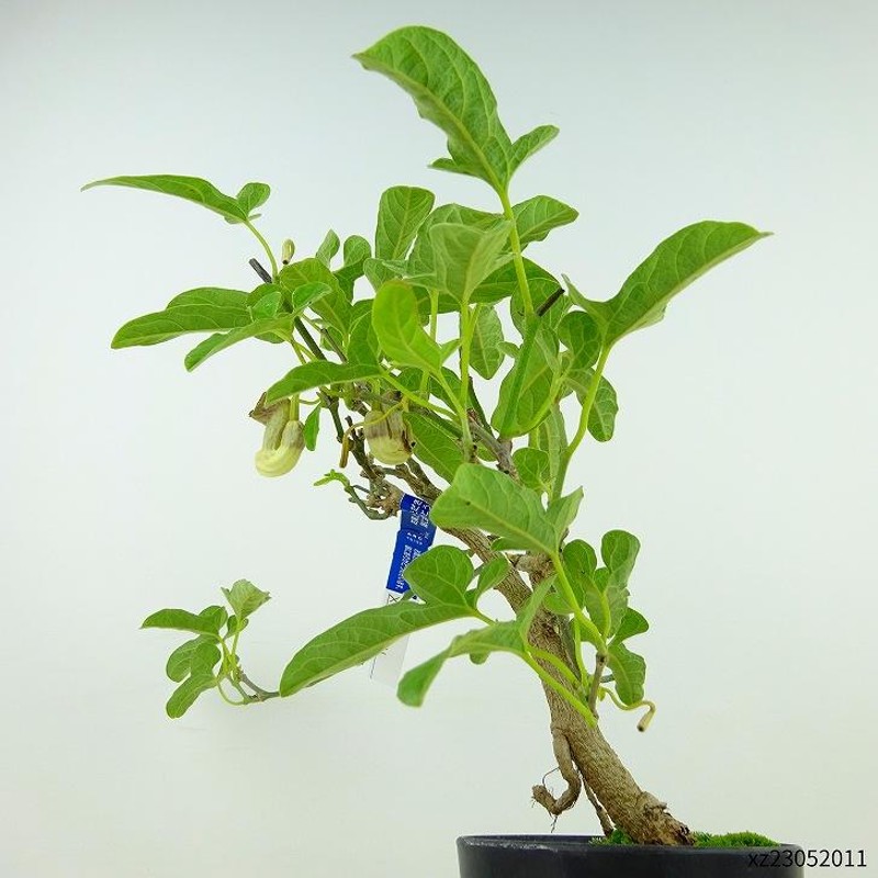 盆栽 馬の鈴草 樹高 約20cm うまのすずくさ Aristolochia debilis