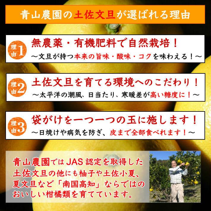 ＼2月中旬発送予約／ 無農薬 土佐文旦 有機肥料 家庭用 10kg 高知県産 2L-L 混合 糖度13度