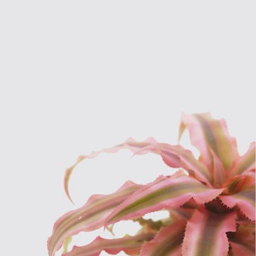 【森多】絨葉鳳梨/鳳梨科/植物 [窯瓷系列] -廠商直送