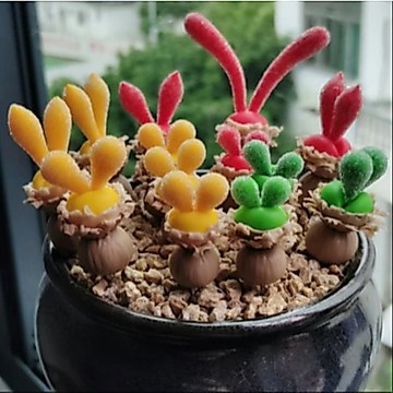 🐰【萌寵多肉】藍兔子種子/毛茸茸兔耳造型/耐旱好養/窗台療癒小物/發芽率>90%/萌趣兔耳朵造型/不佔空間