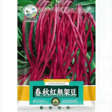 【原裝紅條無架豆角種子】  四季可播 長豆莢菜豆 家庭菜園 盆栽園藝 脆嫩多產 自種安心 開花到採收快 新手友好