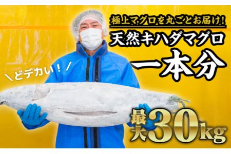 マグロを丸ごと！尾鷲もちもちキハダマグロ（最大30kgサイズ）１匹分セット　CH-73