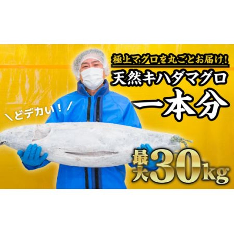 本 マグロ 値段 一 匹 販売