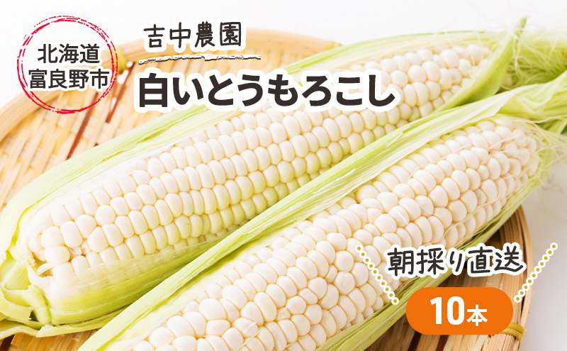 北海道 富良野産 朝穫り 白い とうもろこし 10本入り (吉中農園)