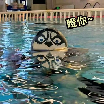 臺灣出貨 搞怪高彈力哈士奇硅膠泳帽加大不勒頭男女生同款泳帽游泳訓練泳帽