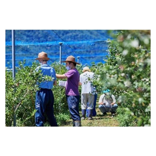 ふるさと納税 山梨県 富士河口湖町 Fuji Berry 急速冷凍ブルーベリー1kg