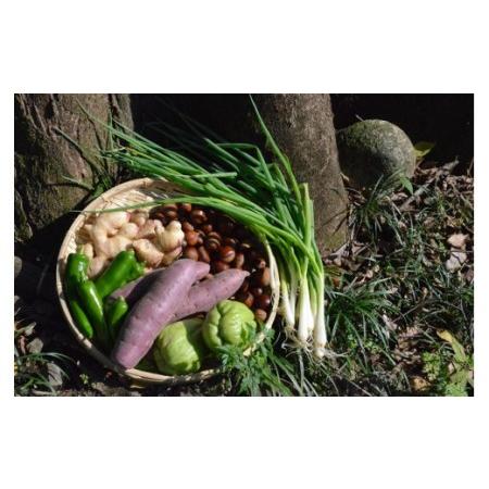 ふるさと納税 越知産市の季節の野菜ミニセット　産地直送　旬野菜 高知県越知町