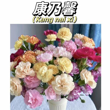 【快速出貨】重辦康乃馨種子 濃香型易種好養花卉盆栽 陽台室內室外四季開花植物花種子 母親節首選 親手種出感恩之花