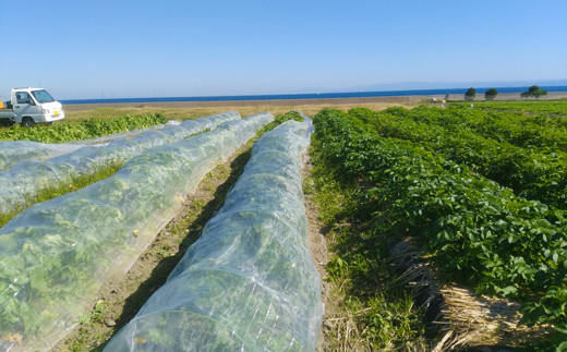 ご家庭向けお野菜セット～旬のおまかせBOX～春夏秋冬4回分