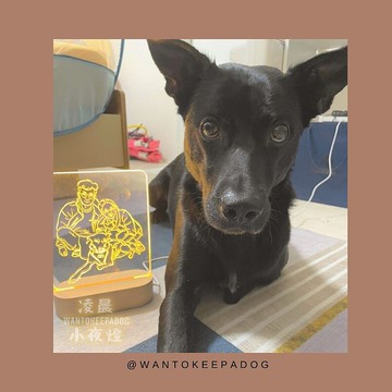 【公益夜燈】橢圓款燈座 客製化 寵物紀念 情人節禮盒 客製化禮物