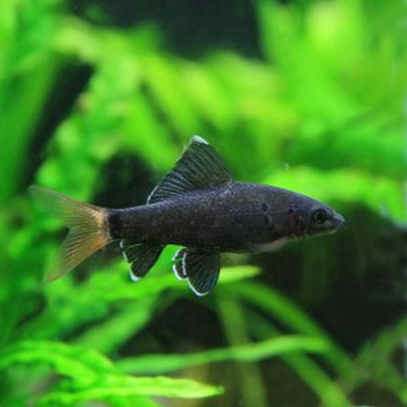 熱帯魚 生体 レッドテールブラックシャーク 約３ ４cm ３匹 水槽 熱帯魚 観賞魚 飼育 生体 通販 販売 アクアリウム 通販 Lineポイント最大get Lineショッピング