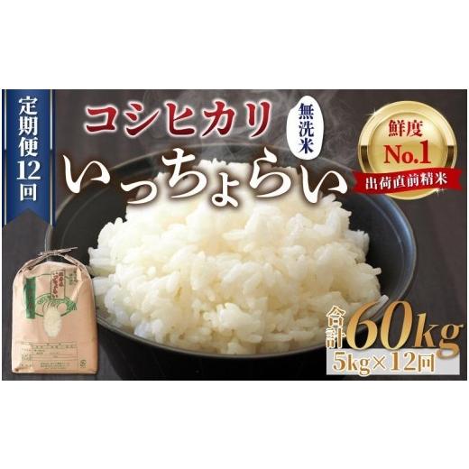 ふるさと納税 福井県 あわら市 《定期便12回》いっちょらい 無洗米 5kg（計60kg） ／ 福井県産 ブランド米 コシヒカリ ご飯 白米 新鮮 大賞 受賞…