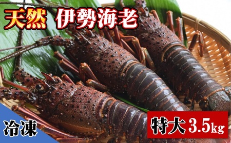  天然 伊勢海老 特大 3.5kg（4～6尾） 黒潮町 ［1624］