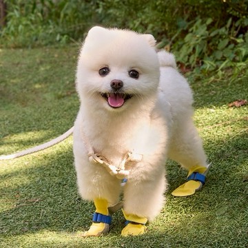 韓國品牌💖 獨家販售❗【梨花娘】🐾BAILEY 🐶簡約輕盈防水防護寵物健走鞋(2色)