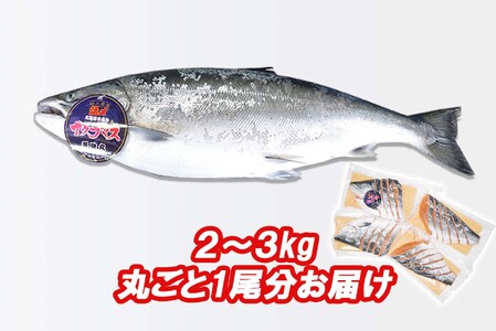 ＜数量限定＞  北海道産 サクラマス ひと塩 姿切り身 2kg ～ 3kg まるごと 1尾