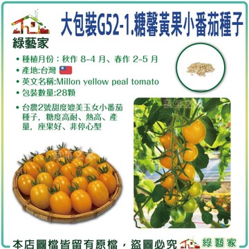 【綠藝家】【00G52-1】大包裝.糖馨黃果小番茄種子28顆 台農2號 甜度媲美 玉女 小番茄種子 糖度高