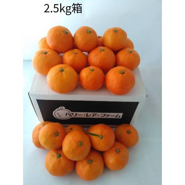 山下紅みかん（2.5kg×1箱)