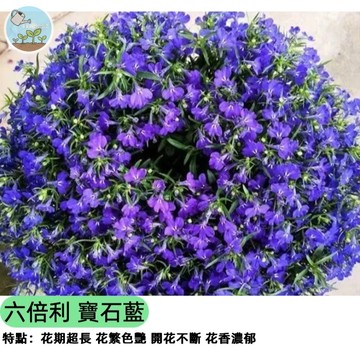 🦋【爆花成球】六倍利種子 翠蝶花 寶石藍蔓性系列 陽台吊盆植物 春秋播種 開花密集 蝴蝶花海 蜜源植物