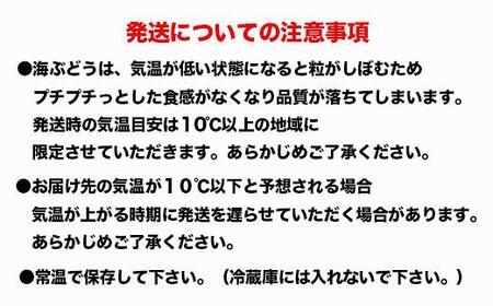 先行予約！2024年4月頃発送　南城市産海ぶどう500ｇ