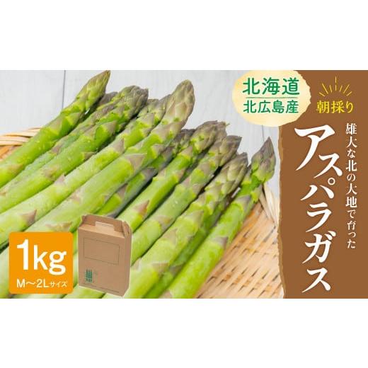 ふるさと納税 北海道 北広島市 北海道北広島産 朝採りアスパラガス(1kg) 野菜 北海道 北広島市