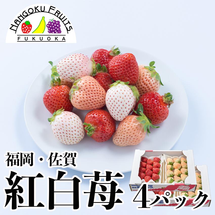 福岡・佐賀産 紅白いちご （あまおう＆白いちご）4パック（ギフト いちご イチゴ 苺 御歳暮 御祝）