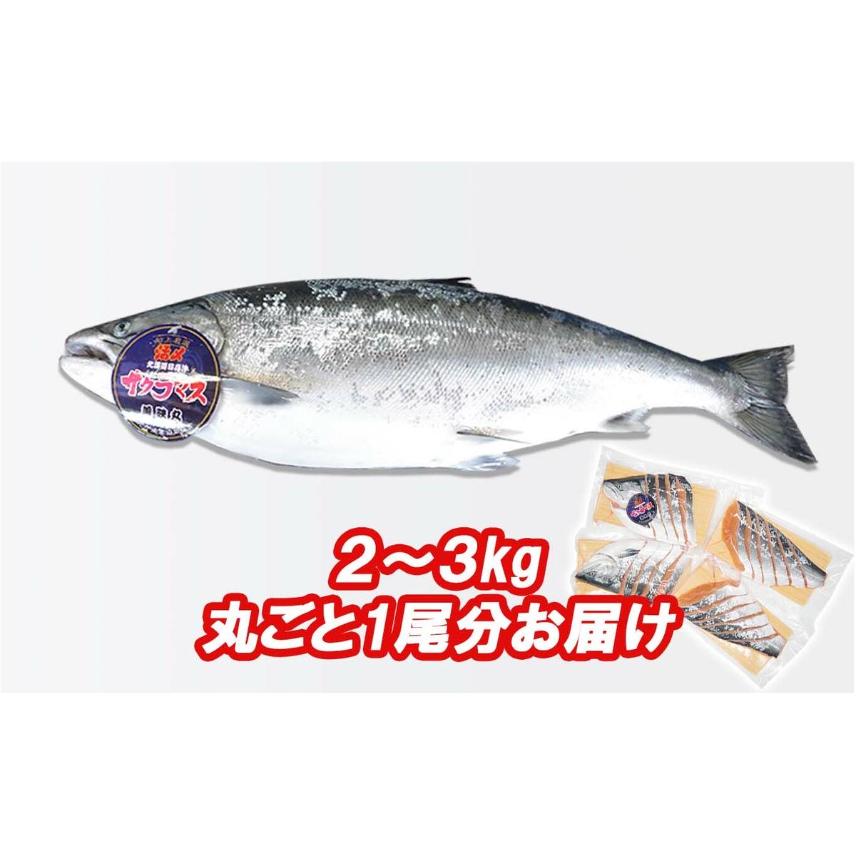 北海道産 サクラマス ひと塩 姿切り身 2kg ～ 3kg まるごと 1尾