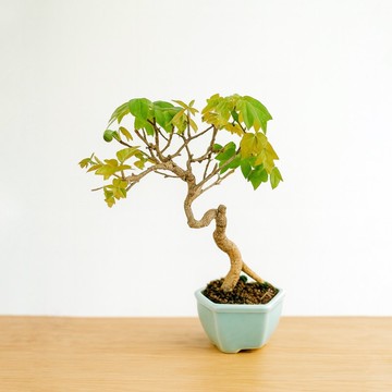 小品盆栽・日本宮樣楓・ミヤサマカエデ