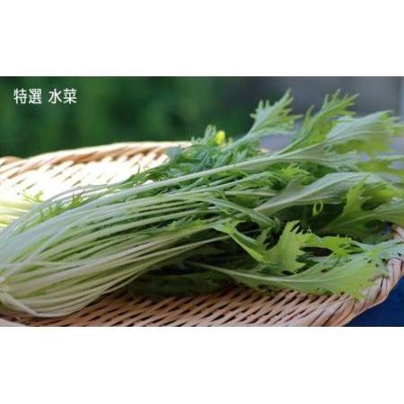 ふるさと納税 いわき浜の野菜セット（いわき市産の野菜詰め合わせセット） 福島県いわき市