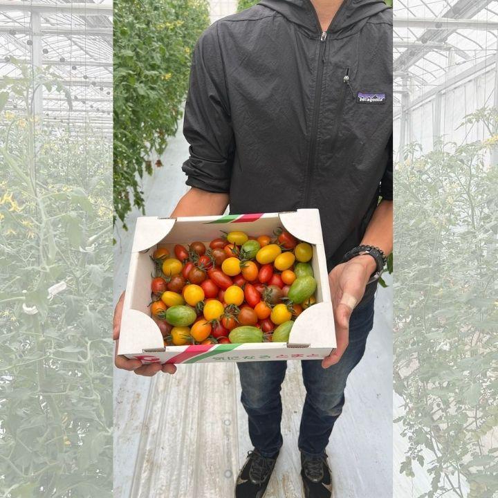 ★カラフルミニトマト★ 彩り豊かなミニトマト1.3kg 送料無料 詰合せ ９種