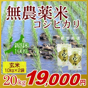 お米 20kg 玄米 農薬不使用米 希少米コシヒカリ (10kg×2袋) 令和5年産 新米   米 新潟米 ブランド米 アイガモ農法 新潟 新潟県産 国内産