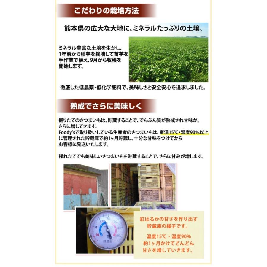 さつまいも 紅はるか 訳あり 1.5kg 送料無料 2セット購入で1セットおまけ 3セット購入で3セットおまけ お取り寄せ べにはるか 熊本県産 焼き芋 芋 いも