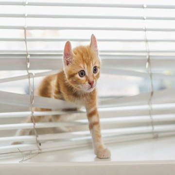 優樂悅~豪杰 PVC百葉窗S型遮光辦公室廚房衛生間可免打孔安裝百葉窗簾