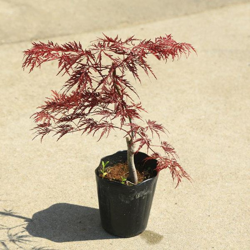 庭木・植木・盆栽向き：紅しだれもみじ(枝垂れもみじ)* 紅枝垂れ紅葉 ...