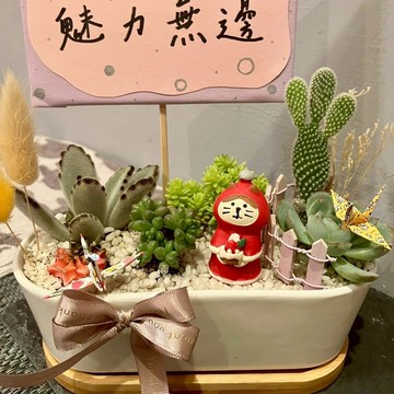 聖誕節 耶誕 貓 台中多肉組盆 多肉植物 聖誕禮物 日本decole