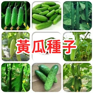 【黃瓜種子】台灣小黃瓜 花胡瓜 刺瓜種子 當季新鮮 高發芽率 家庭菜園 陽台盆栽 爬藤蔬菜 易栽種 清脆多汁 鮮食醃