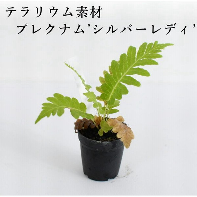 アスプレニウム レズリー シダ植物 苔テラリウム作製用素材 通販 Lineポイント最大0 5 Get Lineショッピング