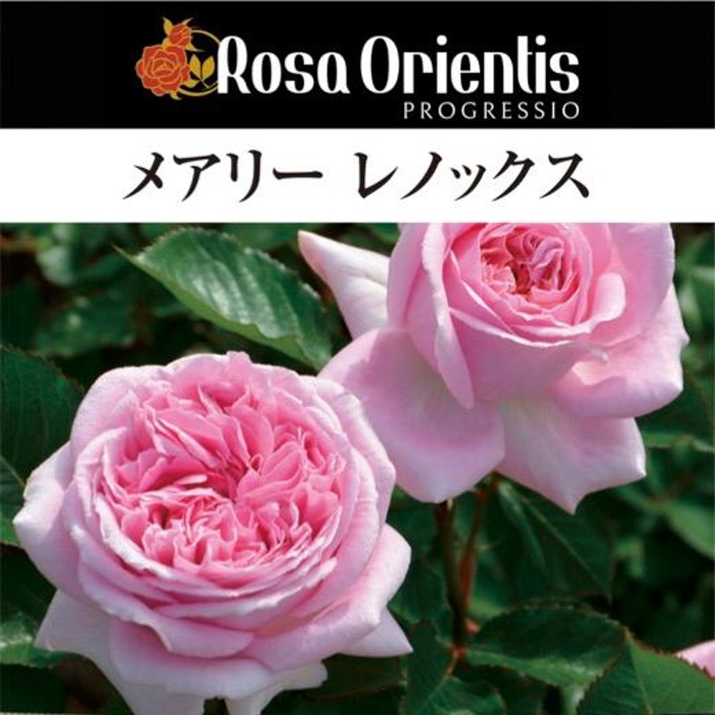 送料無料 メアリー レノックス6号鉢 秋大苗予約 鉢植え バラ 薔薇 ロサ