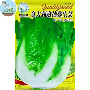【原廠包裝】義大利生菜種子 全年可種速成 免催芽 沙拉必備 清脆多汁 耐熱品種 家庭水耕/陽台盆栽 有機蔬菜 DIY種植