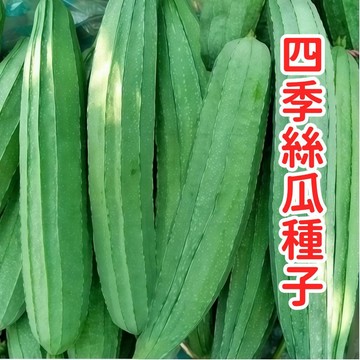 現貨現發 【多款四季絲瓜種子】 蘋果絲瓜 長角絲瓜 牛奶絲瓜 四季種植 庭院陽台可種植易活爬藤蔬菜種子