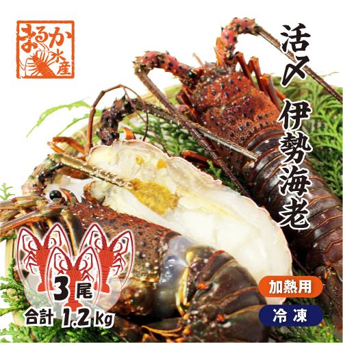 伊勢海老　活〆冷凍（加熱用）大 3尾入 1.2kg [伊勢海老]