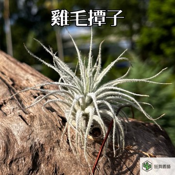 [狂買園藝] 空氣鳳梨 雞毛撢子 /觀葉植物/雨林植物/室內植物/婚禮小物/送禮小物/