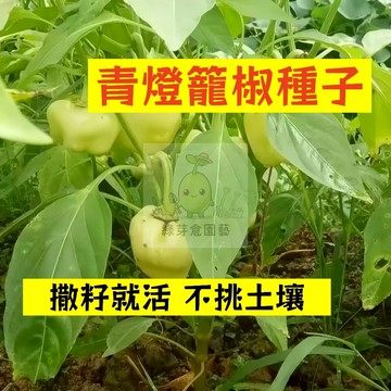 🌱早熟高產 🌶️青燈籠椒種子LJ-40 口感爽脆 早熟品種  抗病性強 燈籠椒 泡椒 易種植田栽庭院盆栽蔬菜種子