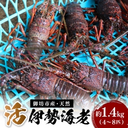 天然活伊勢海老 約1.4kg(御坊産)《先行予約》