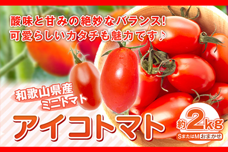 和歌山産 ミニトマト アイコトマト 約2kg SまたはMサイズ サイズおまかせ 厳選館 《2024年1月上旬-2月中旬頃より順次出荷》 和歌山県 日高川町 トマト とまと アイコトマト 送料無料---wshg_genaiko1_ae1_22_13000_2kg---