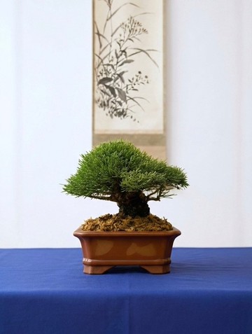 小品盆栽・一葉松