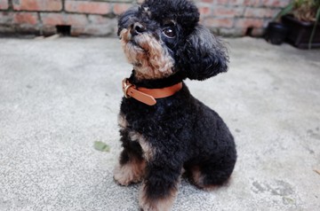 Shekinah 手工皮革 - 簡約質感項圈 ( S )