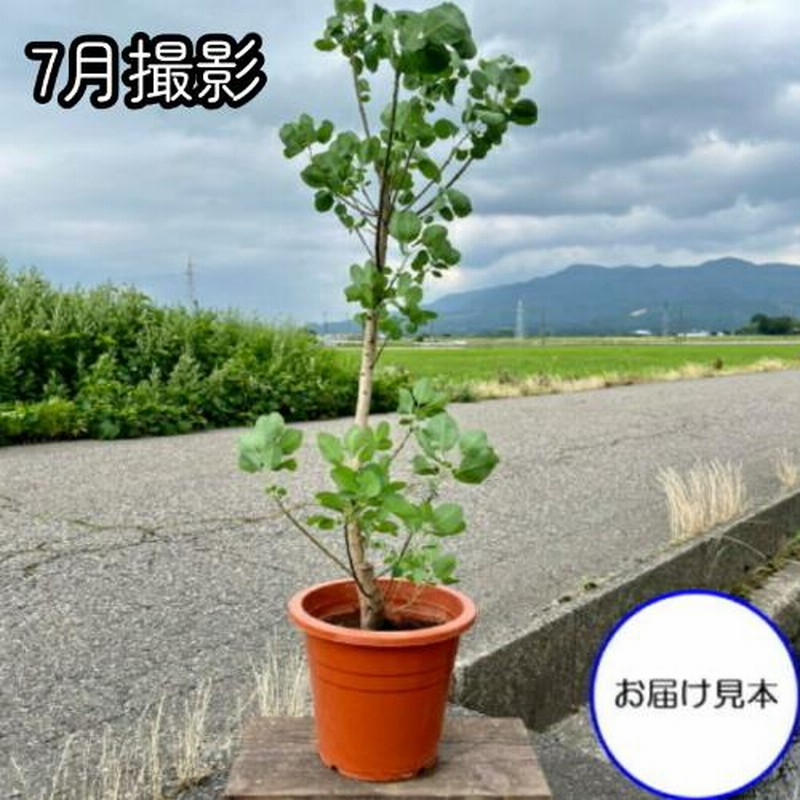 スモークツリー 花木 苗 選べる5種類 ホワイトボール グリーン